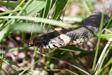grass snake Natrix natrix in the grass