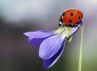 Божья коровка на весенних цветах