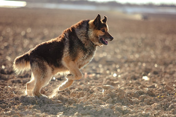 German shepherd dog on walk