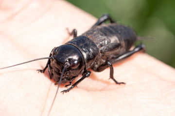 hand holding field cricket outdoors. Gryllus campestris