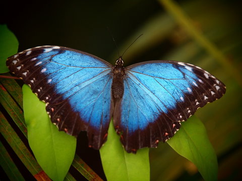 Blue morpho butterfly. Tropical insect macro. Colorful animal background.