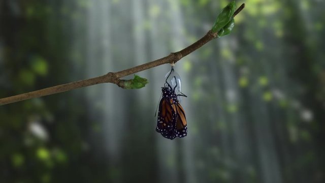A monarch butterfly emerging from chrysalis in dramatic woods