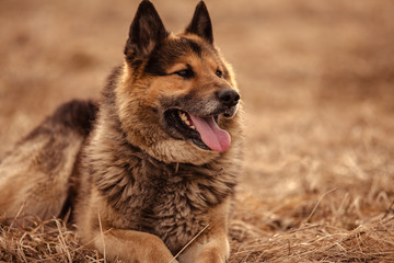 German shepherd dog on walk