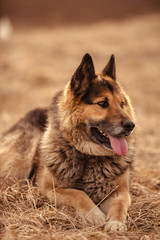 Obraz na płótnie Canvas German shepherd dog on walk