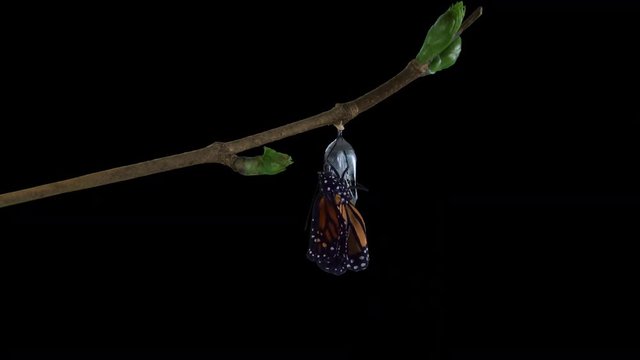 A monarch butterfly emerging from chrysalis ALPHA channel version