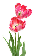 Pink Parrot Tulips isolated on white