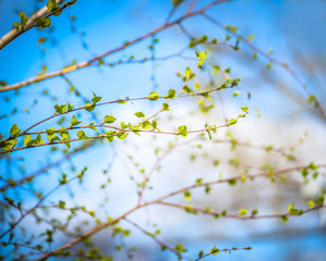Beautiful background of new, fresh birch leaves on branch, blue sky with white clouds. Green leaves of birch tree in spring. Spring natural background with young birch leaves.