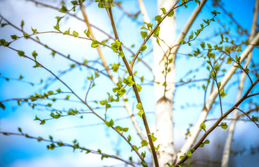 Beautiful background of new, fresh birch leaves on branch, blue sky with white clouds. Green leaves of birch tree in spring. Spring natural background with young birch leaves.