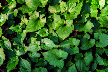 Green tropical leaves background.