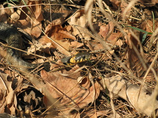 A snake in the autumn foliage.