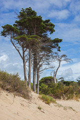 Fototapeta na wymiar Majestic pines and bushes on sand dune at summer day on coast of Atlantic ocean on the island of Ile de Re, France