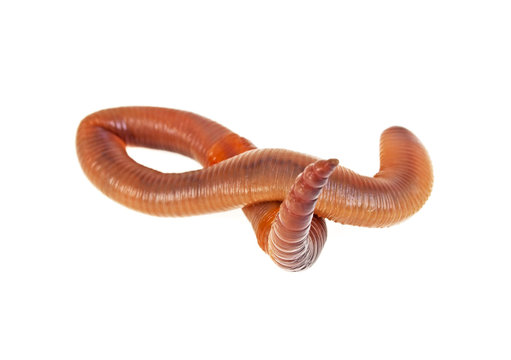Earth worm isolated on a white background