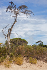 Fototapeta na wymiar Dry tree and bushes on sand dune at summer day on coast of Atlantic ocean on the island of Ile de Re, France