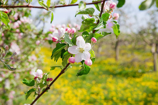 image of a blossoming apple tree in orchard,spring theme