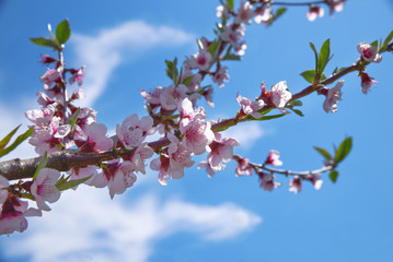 Apple orchard. Blossom tree over nature background. Spring flowers. Background