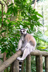 Lemur sitting on railing against trees in forest
