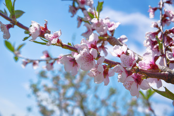 Apple orchard. Blossom tree over nature background. Spring flowers. Background