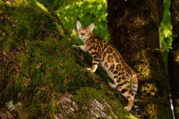 Bengal Cat Hunting in forest, Nature green background