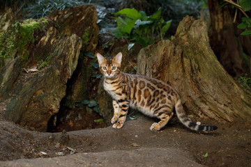 Bengal Cat Hunting in forest, Nature green background
