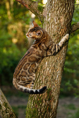 Bengal Cat climbs on tree, Nature green background
