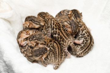 Family of 7 Bengal newborn kittens on white