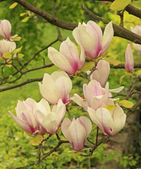 Obraz premium Magnolia flowers on a green background,