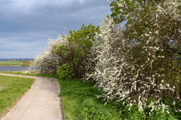 Spring alley with blossoming trees. 