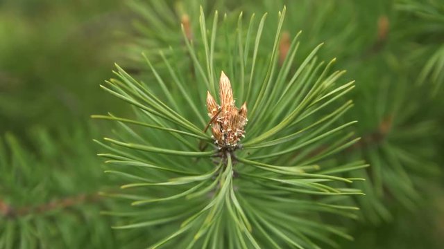 Green buds of pine. Closeup. Focus