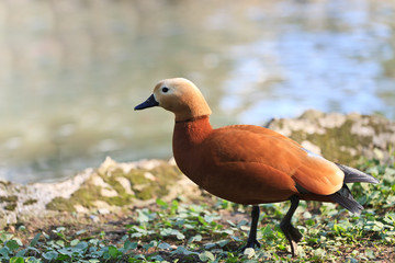 Ruddy Shelduck