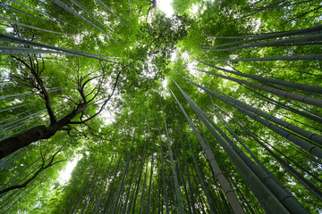 Fototapeta premium Bamboo forest from low angle