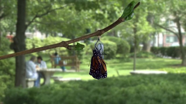 A monarch butterfly emerging from chrysalis in sunny park