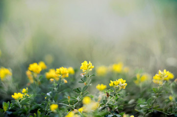 Fototapeta premium Yellow wildflowers in the field. Common Kidney vetch, Anthyllis vulneraria, woundwort. Nature concept.