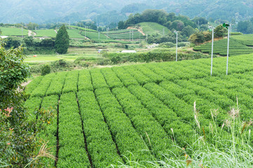 Fototapeta na wymiar Japanese green tea field