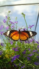 farfalla e piccoli fiori viola