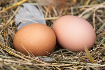 Two chicken eggs lying in the nest of straw