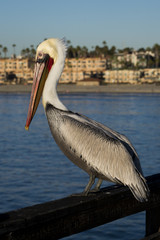 Pelican sitting on a pier railing in Oceanside California.