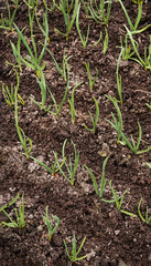 Young green garlic growing in the friable black soil in the garden in the spring of the vertical frame