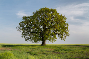 Beautiful tree in the middle of the field