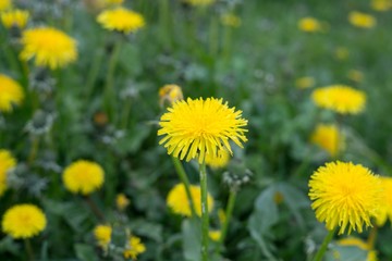 Yellow dandelion in the grass. Slovakia