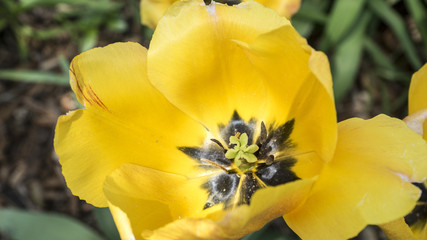 Fototapeta premium yellow flower