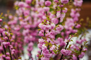 Branch with bright beautiful pink flowers of hawthorn tree,Pink hawthorn flowers.Pink flowers hawthorn tree - (Crataegus laevigata)Spring natural background, flowering tree in pink. Springtime season