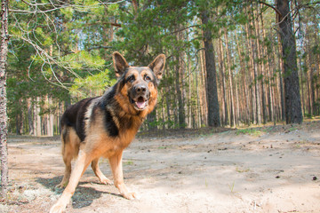 Dog german shepherd in the forest