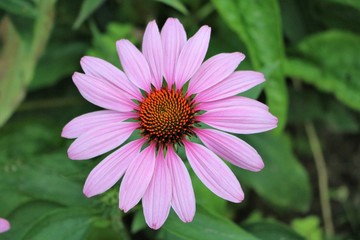 Obraz premium Echinacea purpurea