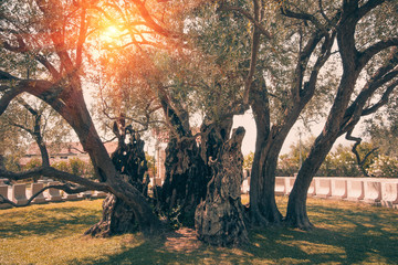 View of  old olive tree. Montenegro Old Bar (Stari Bar). Montenegro. Retro filter.