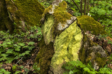 Stone in springtime mountain forest covered with fresh green moss as natural background