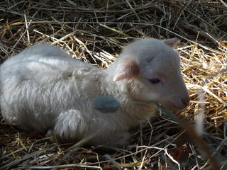 Lamm - neugeborenes Schaf 2