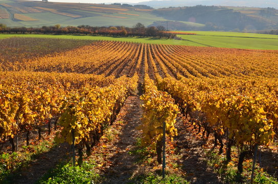 VIGNOBLE DE CHABLIS (bourgogne) FRANCE