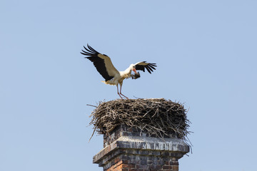 Storch beim Nestbau