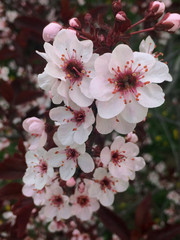 nature, macro, japanese, spring, white, flower, blossom, cherry, plum, blooming, pink, plant, petal, bloom, natural, apricot, bud, flora, aroma, background, twig, summer, tree, botany, stamen, branch,