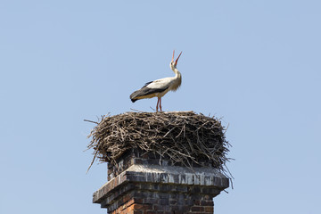 Storch im Nest  beim Klappern